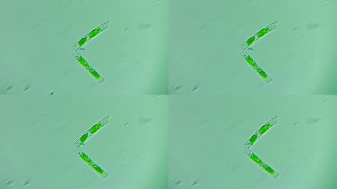 生物科普科研素材 硅藻（淡水）2