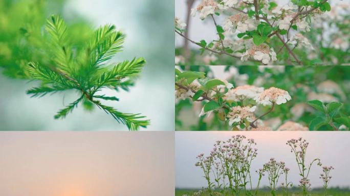 小白花雏菊梦境空镜路边野花意向写意