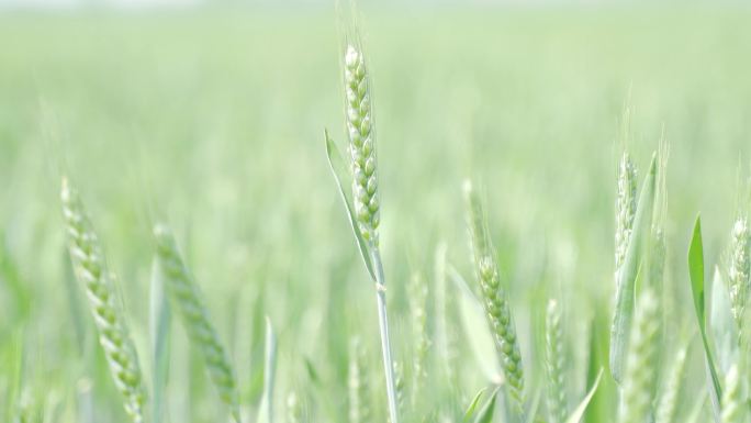4K原创 小麦苗 绿色小麦 粮食种植农田