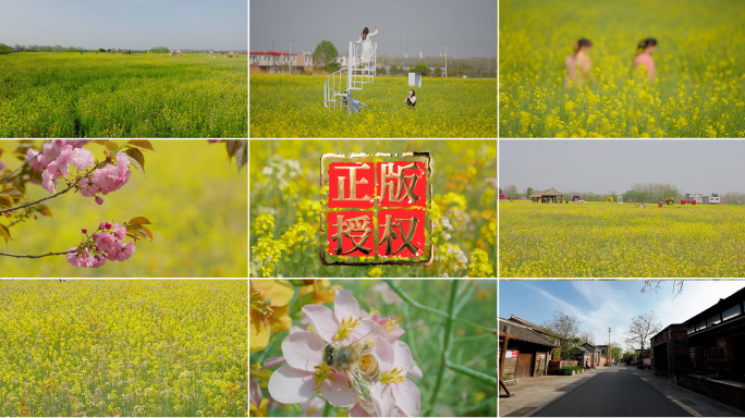 明港镇新集村美丽乡村乡村旅游千亩油菜花