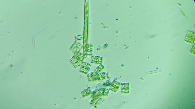 生物科普科研素材 硅藻（淡水）5