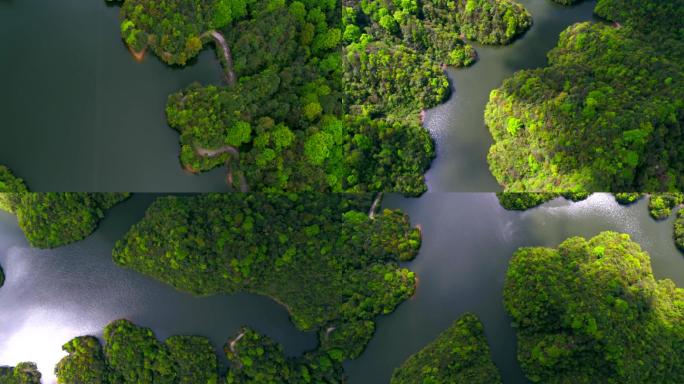 原始森林雨林树林湖泊
