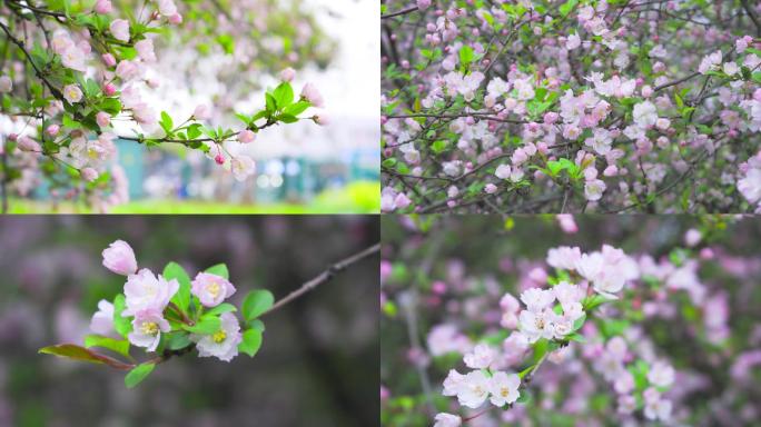 垂丝海棠花