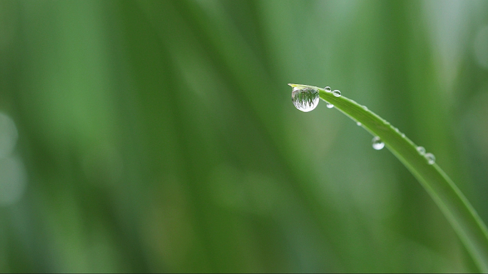 雨水 雨水节气