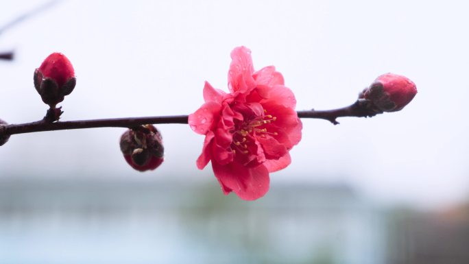 碧桃花特写