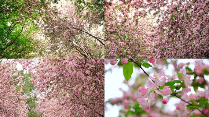 4K春天海棠花盛开 唯美花海 春暖花开