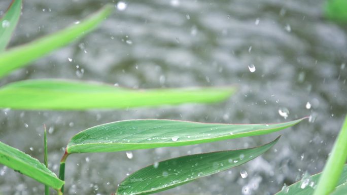 水大自然雨滴白莲花