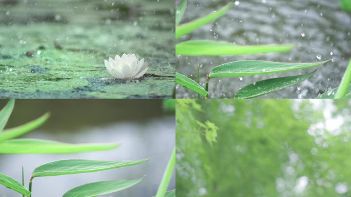 水大自然雨滴白莲花