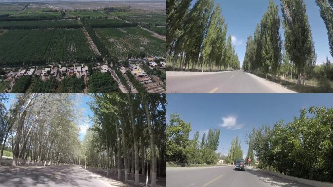 航拍新疆喀什莎车核桃基地乡村道路白杨树