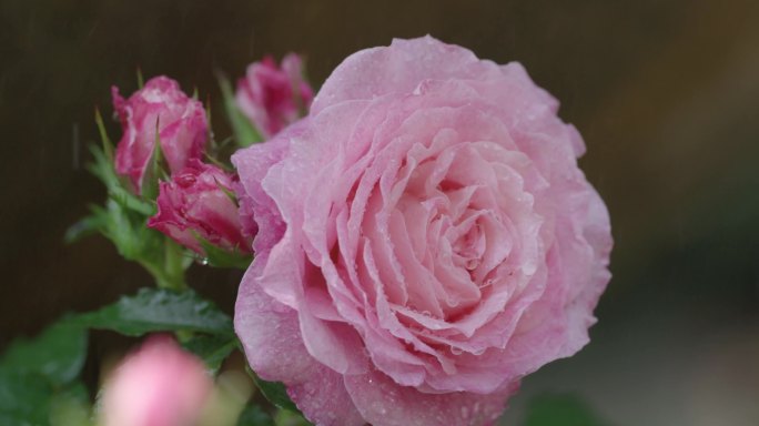月季雨滴春天花海玫瑰清新自然特写升格