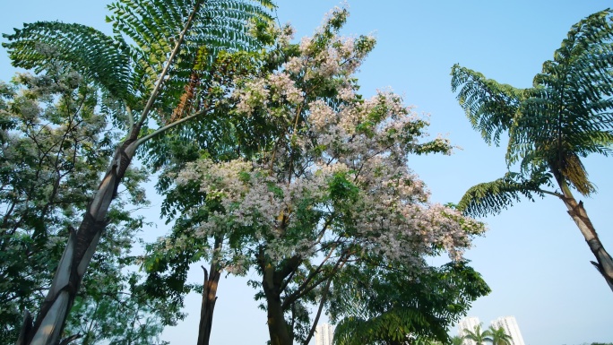 仪花树上开满了花