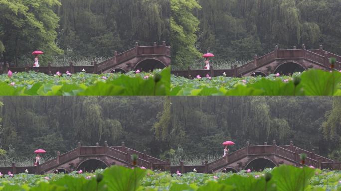 江南园林荷塘石桥女孩白裙红雨伞荷花荷叶