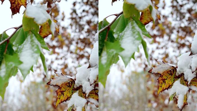 北京初冬树枝上落满积雪