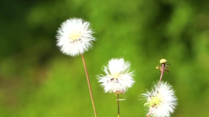 风中的蒲公英花球