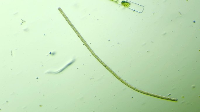 生物科普科研素材 颤藻