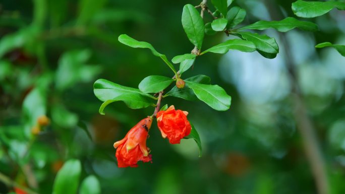 石榴花特写