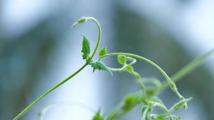 翼叶山牵牛花藤蔓