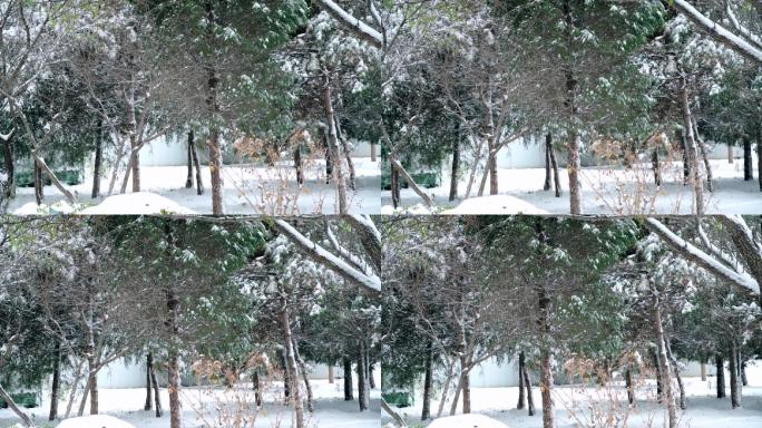 北京初冬树枝上落满积雪