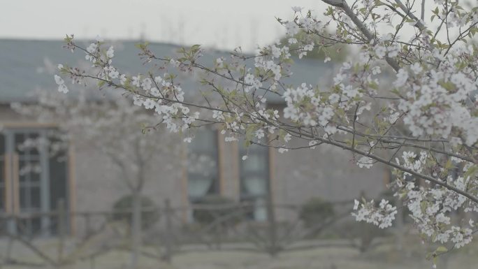 樱花湖水倒影