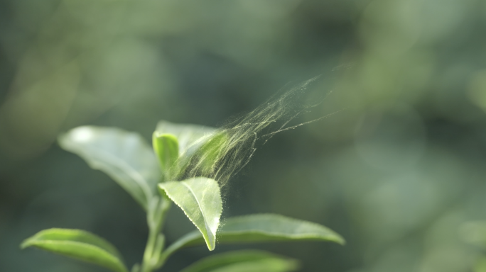 原创/茶叶特效粒子/水滴茶叶/广告专业