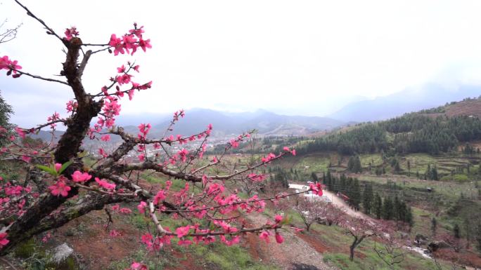 实拍山野间桃花