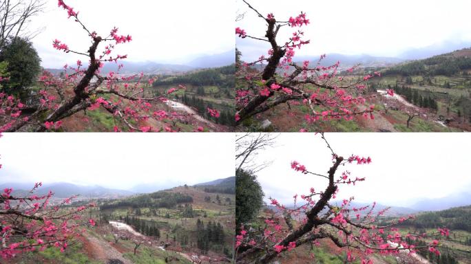 实拍山野间桃花