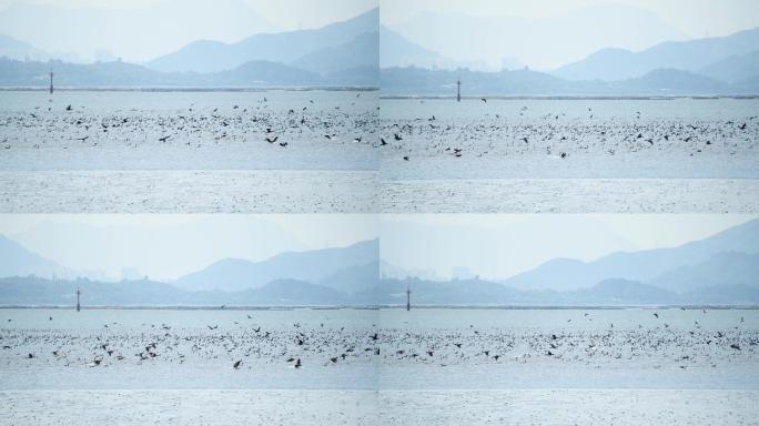 4K深圳湾成千的候鸟海鸬鹚觅食