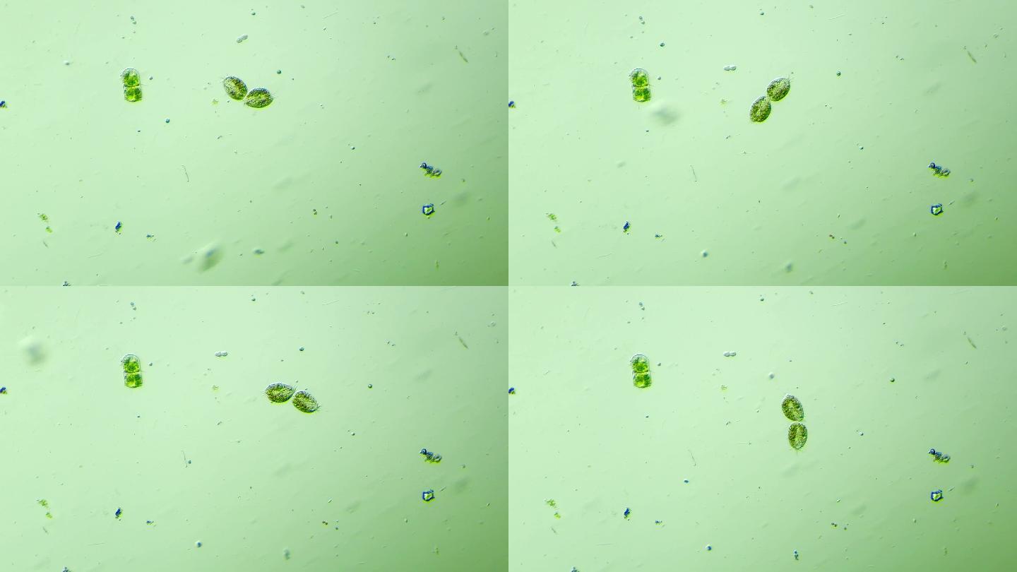 生物科普科研素材 分裂中的纤毛虫