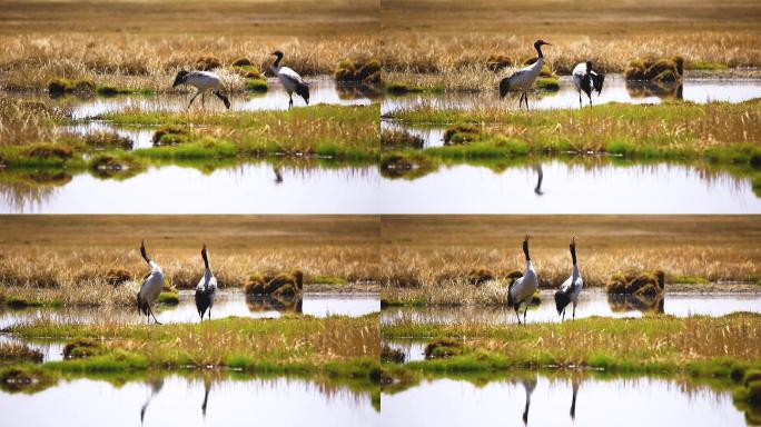 黑颈鹤鸣叫、青海湖黑颈鹤、黑颈鹤故乡湿地