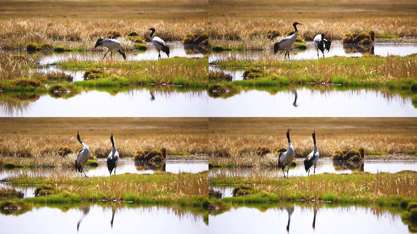 黑颈鹤鸣叫、青海湖黑颈鹤、黑颈鹤故乡湿地
