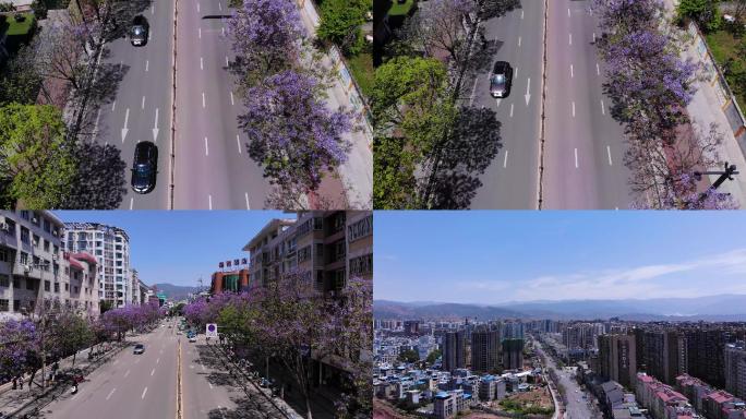 凉山 西昌  蓝花楹航拍