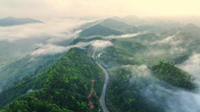 早晨森林公路