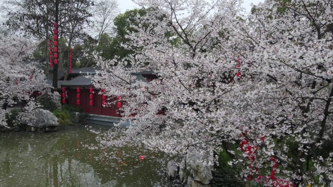 武汉东湖公园樱花航拍
