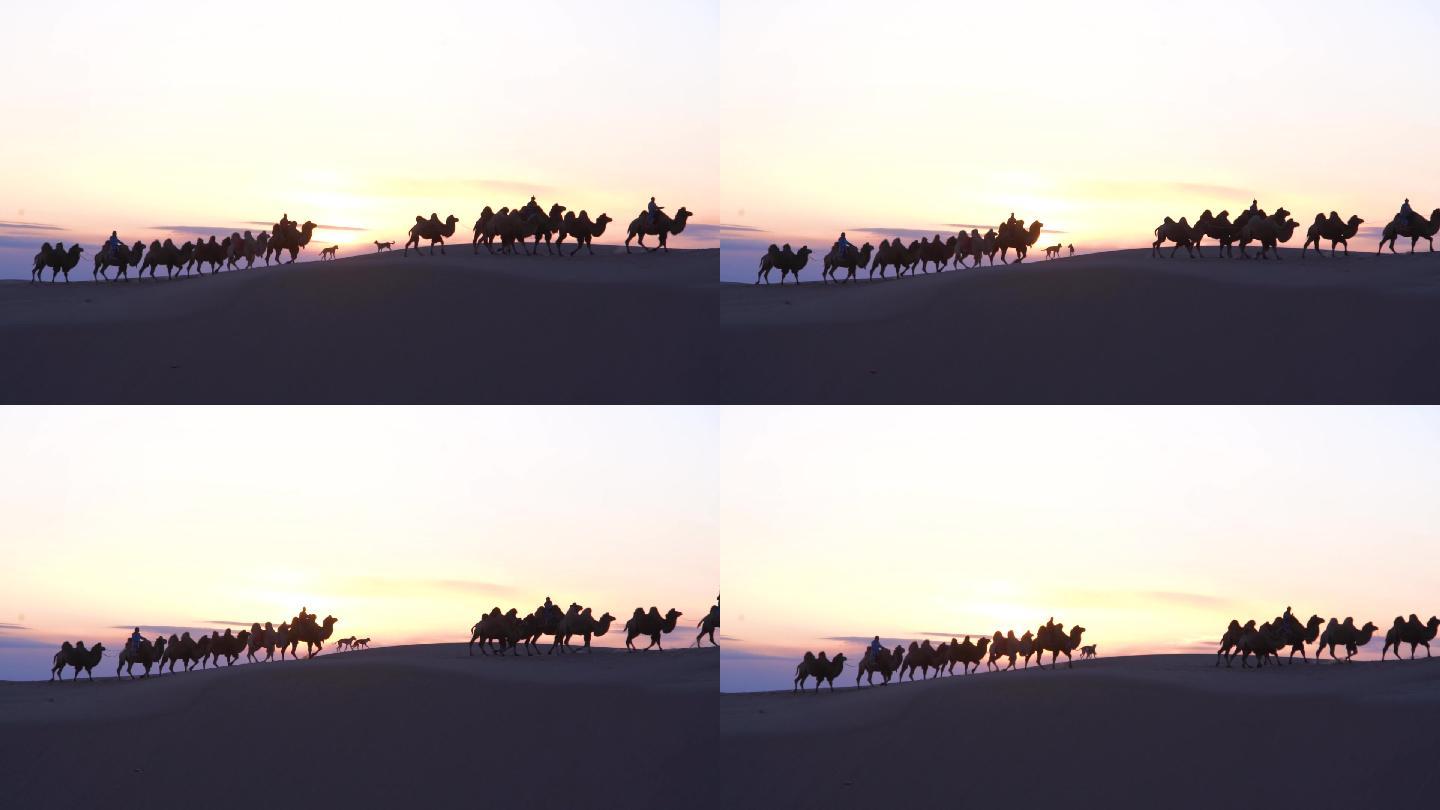 实拍落日下的沙漠骆驼