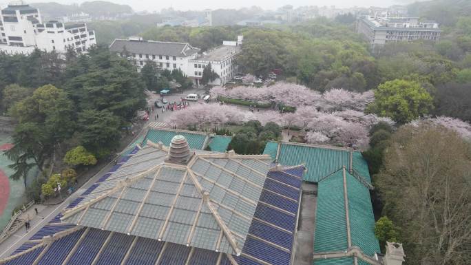 武汉大学樱花航拍