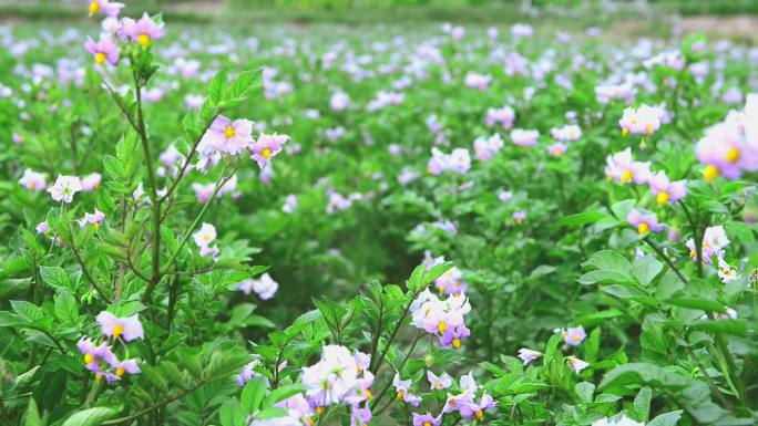 农作物中药材种植开花