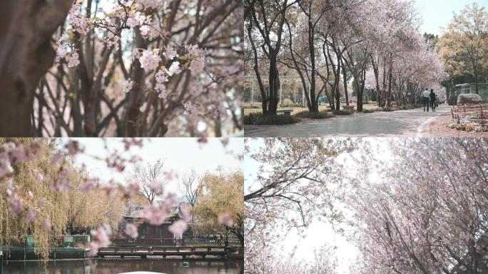 中国风樱花公园