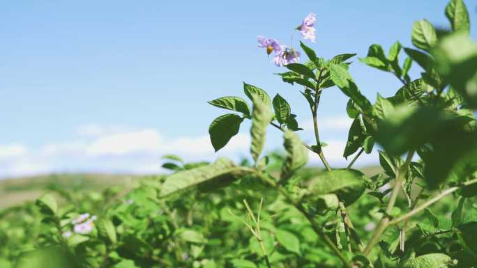 各种蔬菜农作物种植生长