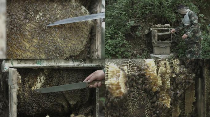 蜜蜂槽空镜，蜂农检查蜂蜜状态