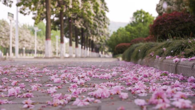 樱花铺满地面