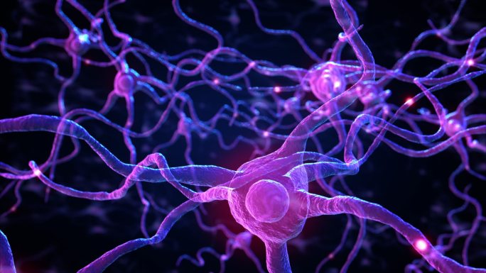 人脑内神经元和突触的3d动画，突触和神经元细胞发送电化学信号，可循环