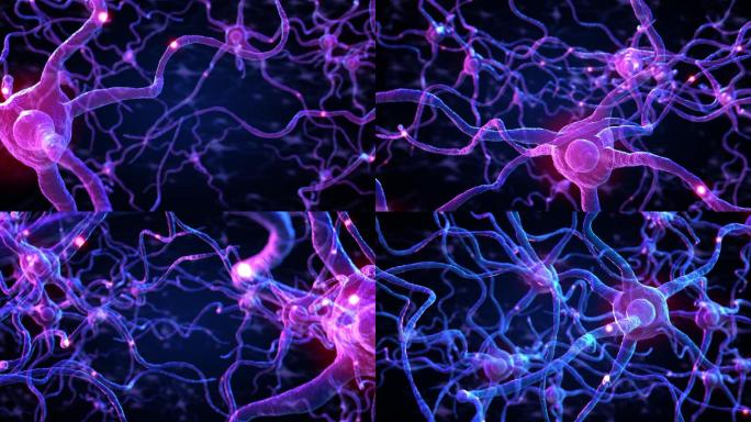 人脑内神经元和突触的3d动画，突触和神经元细胞发送电化学信号，可循环