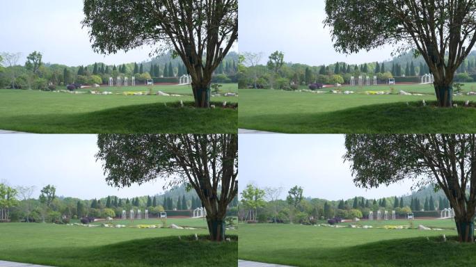 草地坪  绿叶 树枝 公园 河流 石头