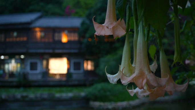 古风建筑下的花朵