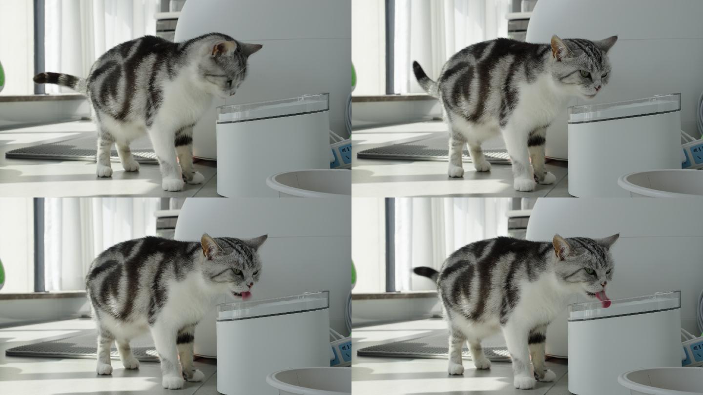 4k实时拍摄，喝水的的美短宠物猫
