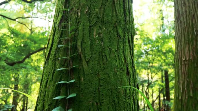 【原创】绿色苔藓树根爬山虎大自然生命力强