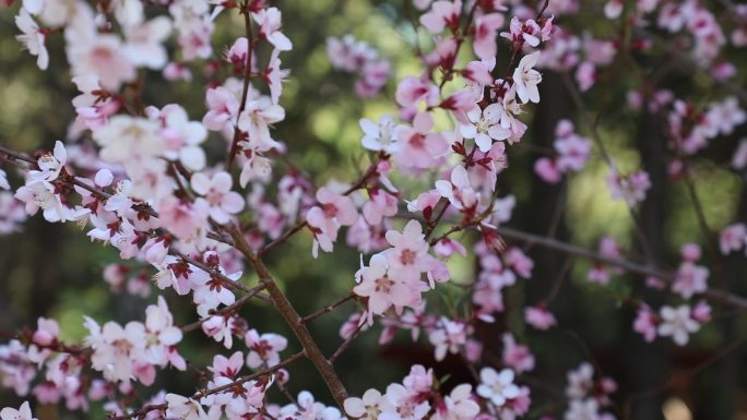 驼乡花开（2）