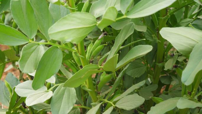 蚕豆 植物 蔬菜 豆类 农作物 农田