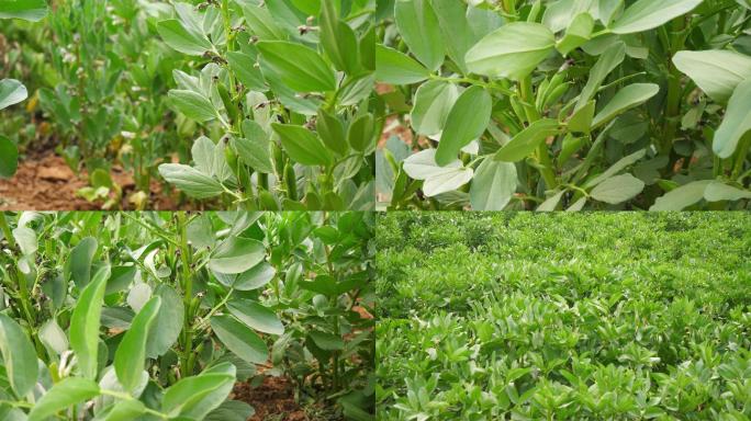 蚕豆 植物 蔬菜 豆类 农作物 农田