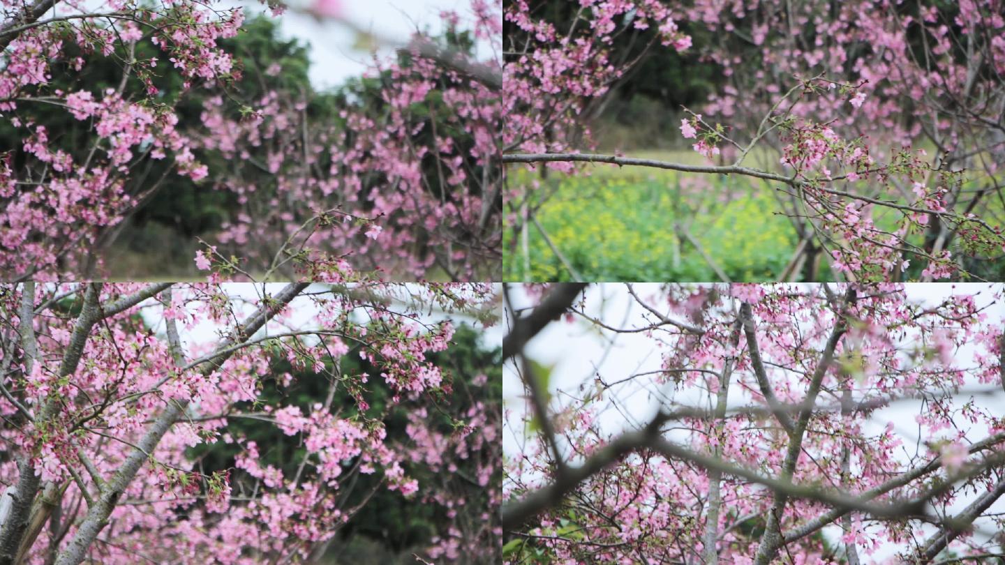 实拍唯美樱花